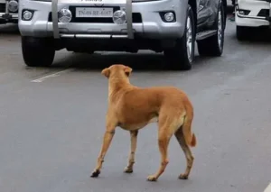 car and street dog